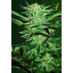 VICTORY SEEDS- BLOW DREAM AUTO