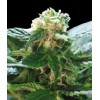 WORLD OF SEEDS- COLOMBIAN GOLD