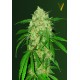 RED RUSSIAN XXL - Victory Seeds