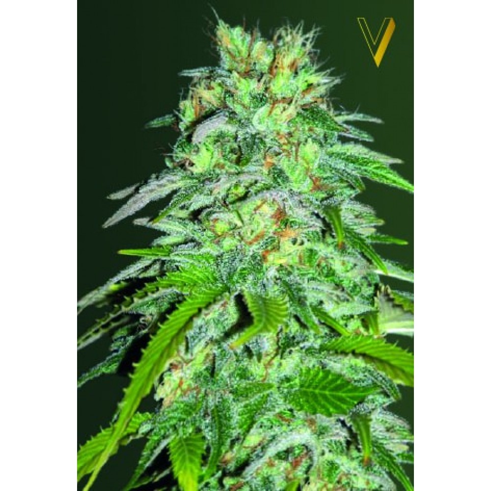 VICTORY SEEDS- RED RUSSIAN XXL AUTO