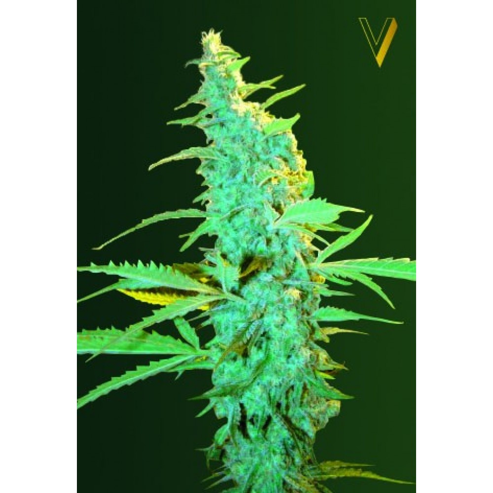 ULTRA POWER PLANT AUTO - Victory Seeds