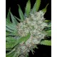 SEEDSMAN- JOINT DOCTOR'S LOWRYDER MIX AUTO