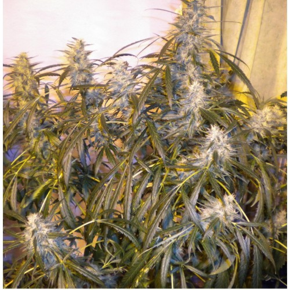 FLASH SEEDS- NUMBER ONE AUTO