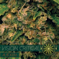 VISION SEEDS- VISION CRITICAL AUTO