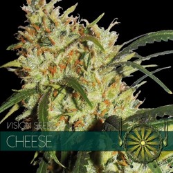 VISION SEEDS-CHEESE
