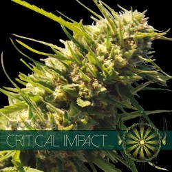 VISION SEEDS- CRITICAL IMPACT