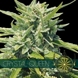 VISION SEEDS- CRYSTAL QUEEN