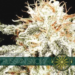 VISION SEEDS- RUSSIAN SNOW