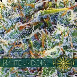 VISION SEEDS-WHITE WIDOW