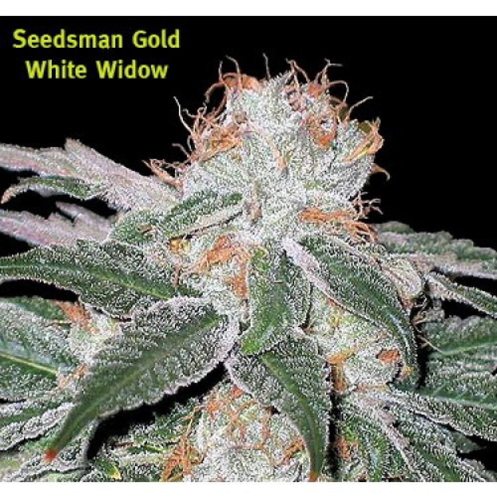 SEEDSMAN- WHITE WIDOW FAST
