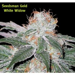 SEEDSMAN-WHITE WIDOW