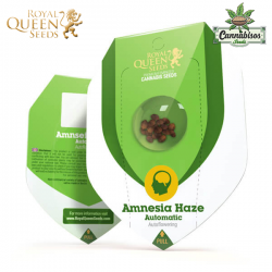 Amnesia Haze (Auto) - Royal Queen Seeds