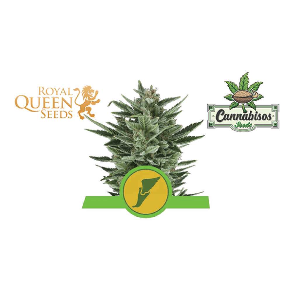 Quick One (Auto) - Royal Queen Seeds