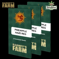 PINEAPPLE HAZE (REGULAR) – BARNEYS FARM SEEDS
