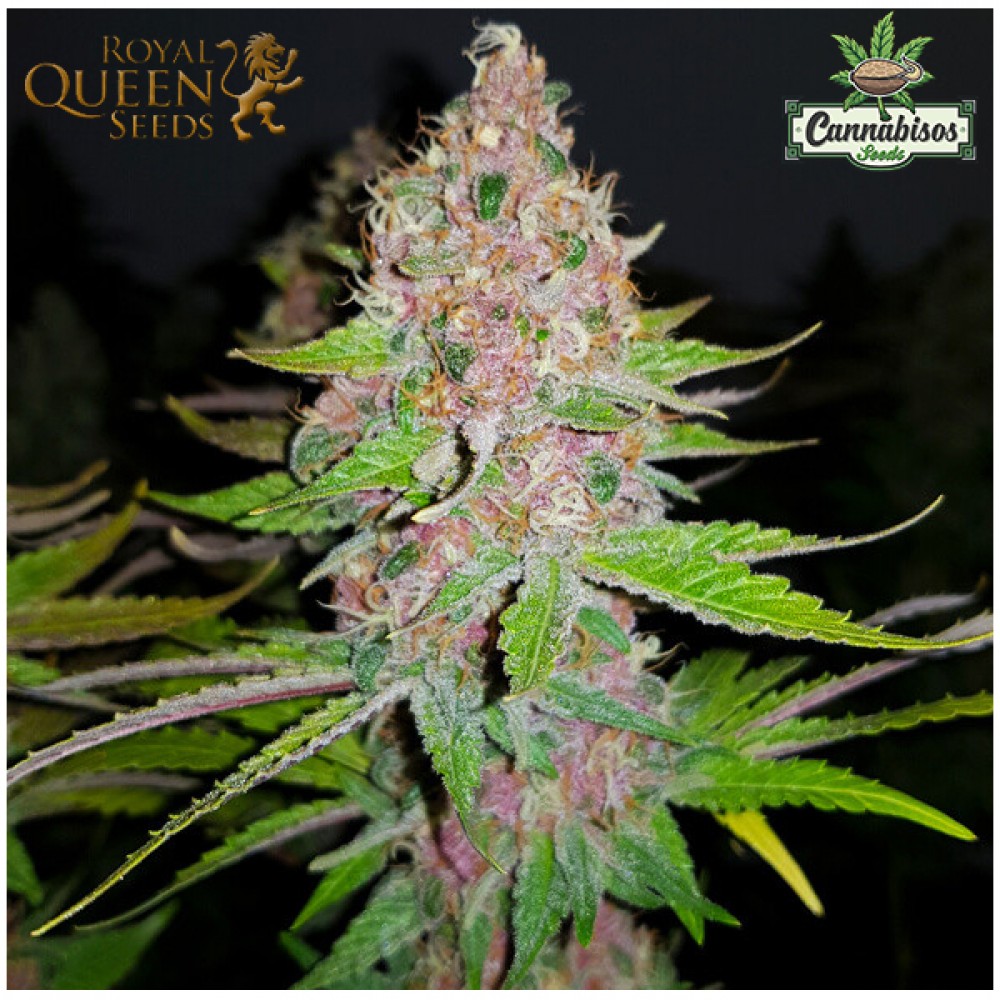 Purple Queen (fem) - Royal Queen Seeds