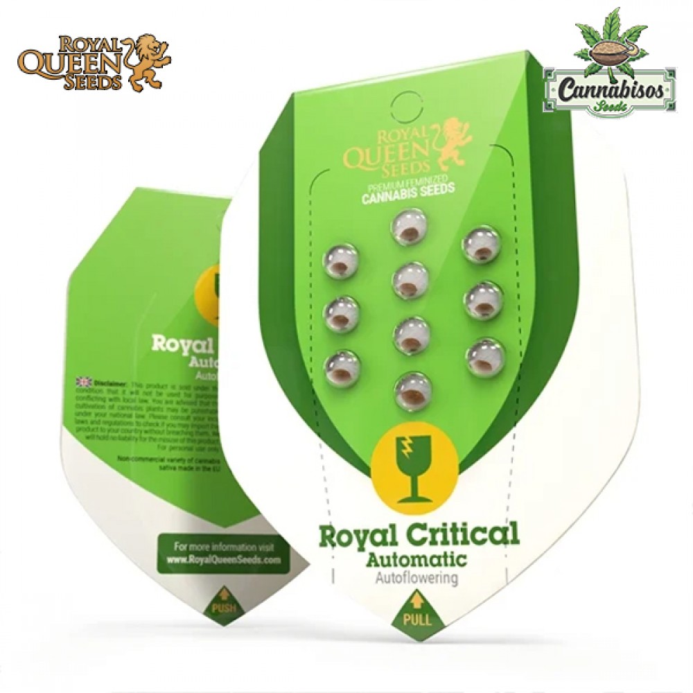 Royal Critical (Auto) - Royal Queen Seeds