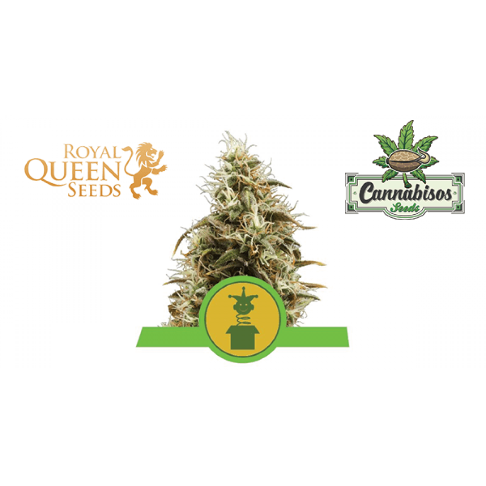 Royal Jack (Auto) - Royal Queen Seeds
