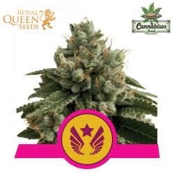 Legendary OG Punch (Fem) - Royal Queen Seeds