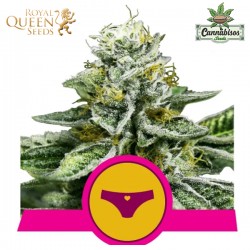 Sherbet Queen (Fem) - Royal Queen Seeds