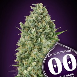 CRITICAL POISON (Feminised Seeds)- 00 SEEDS