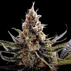 24k Gold (Feminised Seeds) - Cannabisos Seeds