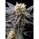 Strawberry Banana (Feminised Seeds) - Cannabisos Seeds