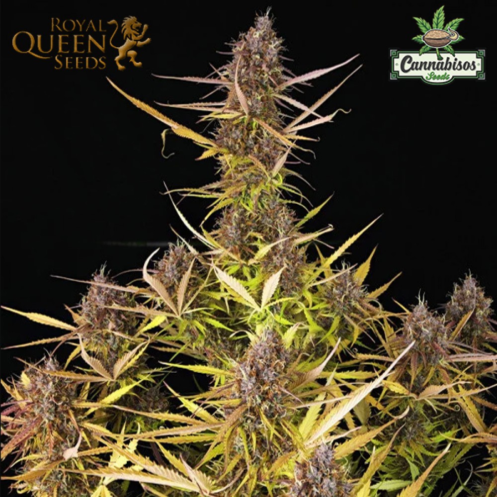 Purple Queen (Auto) - Royal Queen Seeds