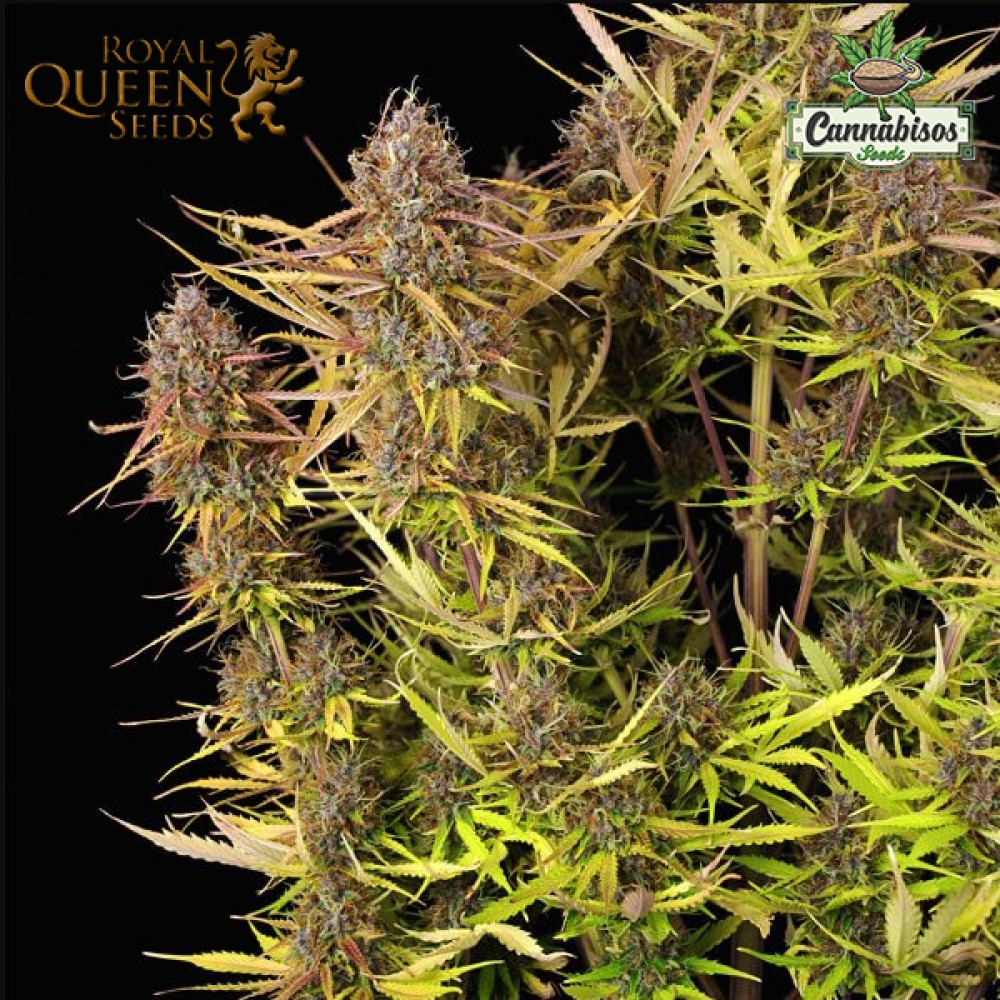 Purple Queen (Auto) - Royal Queen Seeds