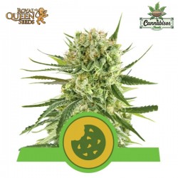 Royal Cookies (Auto) - Royal Queen Seeds