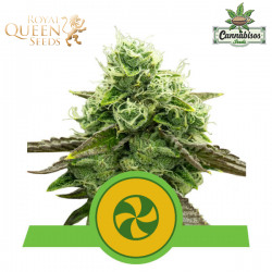 Sweet Zz (Auto) - Royal Queen Seeds