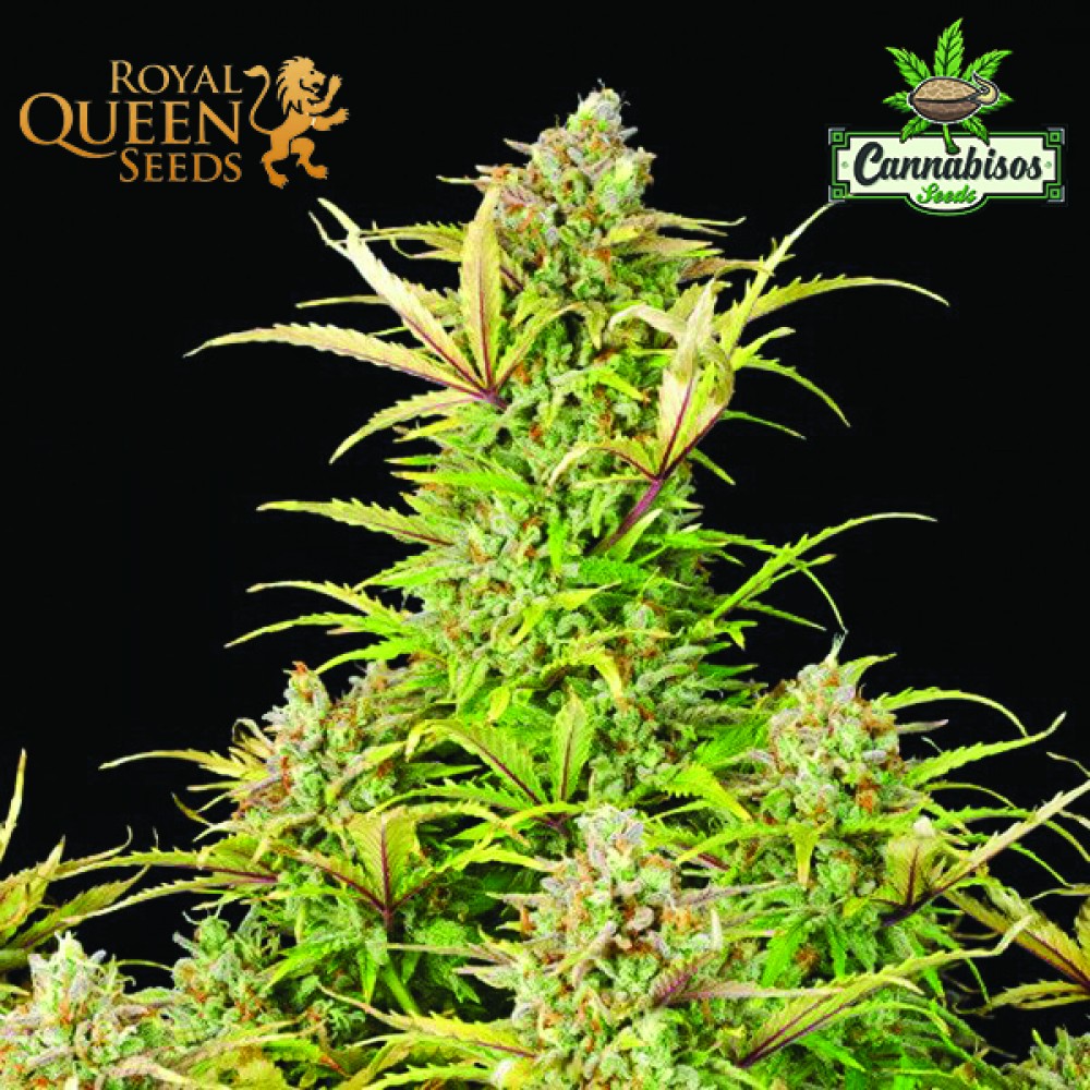 Sweet Zz (Auto) - Royal Queen Seeds