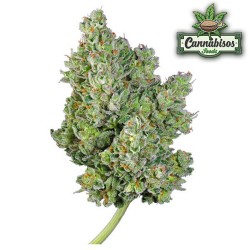 Cannabisos Gorilla (Automatic) - Cannabisos Seeds
