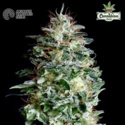 ABSOLUTE HERER (Feminised Seeds) - ABSOLUTE CANNABIS SEEDS