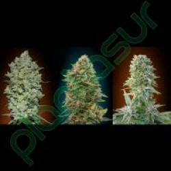 COLLECTION # 1 AUTOMATIC (Auto + Feminised Seeds) - ADVANCED SEEDS
