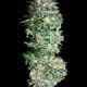 ABSOLUTE HERER (Feminised Seeds) - ABSOLUTE CANNABIS SEEDS