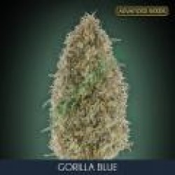 GORILLA BLUE (Feminised Seeds) - ADVANCED SEEDS