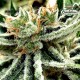 Mandarin Haze Feminized -  Ministryofcannabis