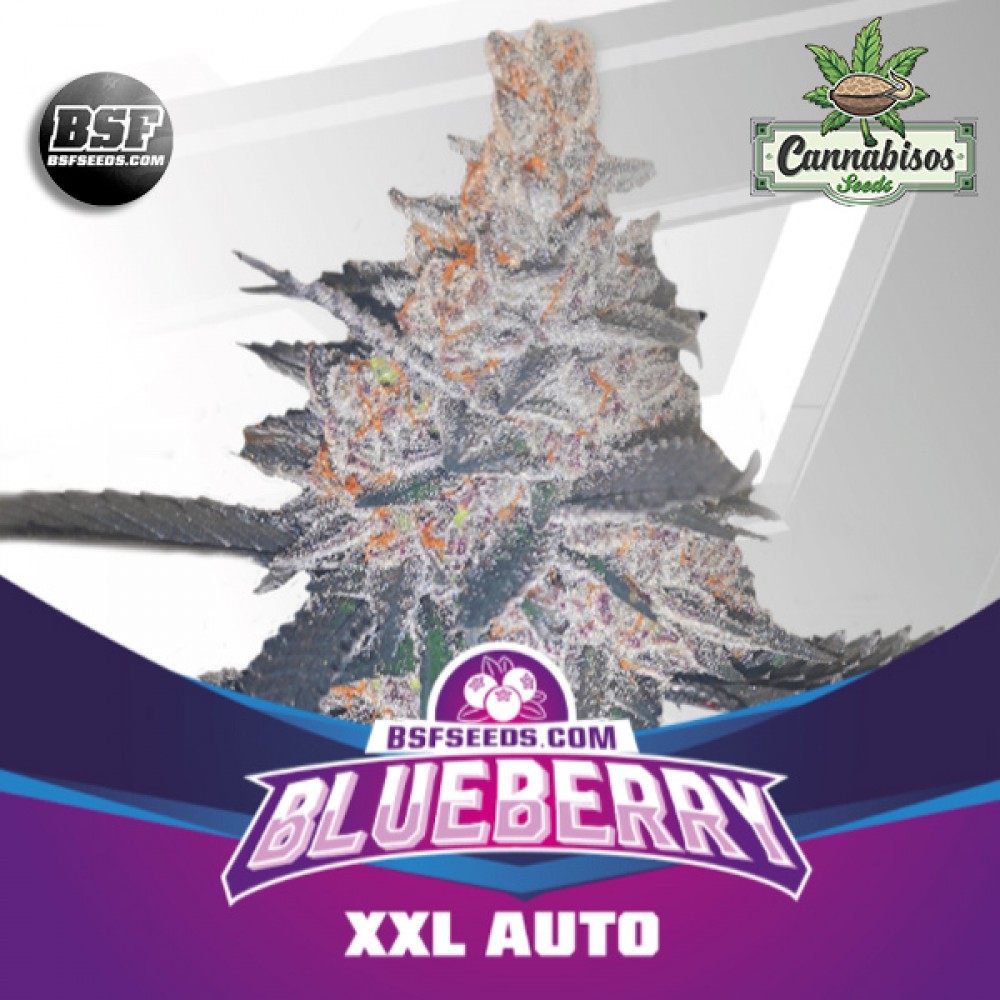 BSF SEEDS - Blueberry XXL Auto