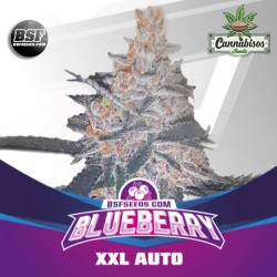 BSF SEEDS - Blueberry XXL Auto