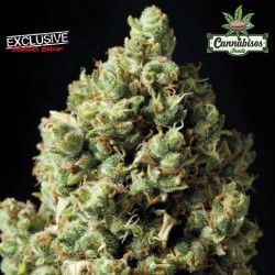 EXCLUSIVE SEEDS - Auto Critical