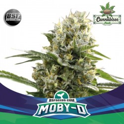 BSF SEEDS - Moby D XXL Auto