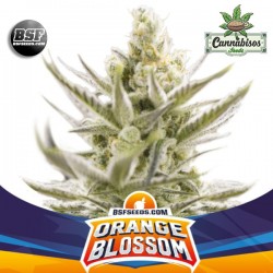 BSF SEEDS - Orange Blossom XXL Auto