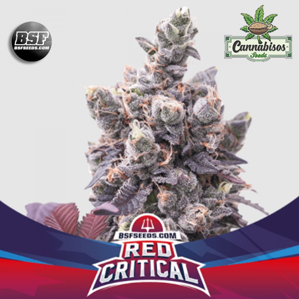 BSF SEEDS - Red Critical