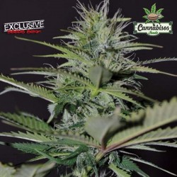 EXCLUSIVE SEEDS - Auto Bilberry