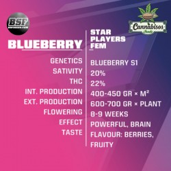 BSF SEEDS - Blueberry Fem
