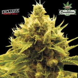 EXCLUSIVE SEEDS - Cheese x Critical