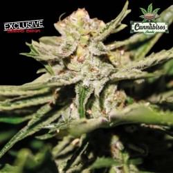 EXCLUSIVE SEEDS - Doble W