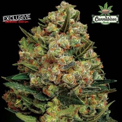 EXCLUSIVE SEEDS - CRITICAL
