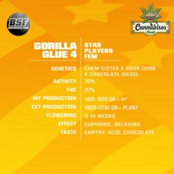 BSF SEEDS - Gorilla Glue #4