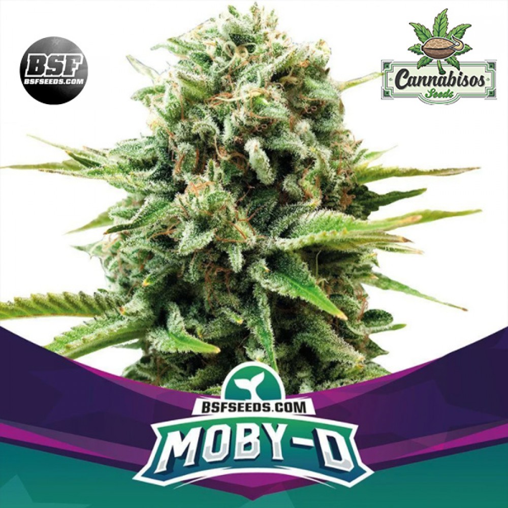 BSF SEEDS - Moby D